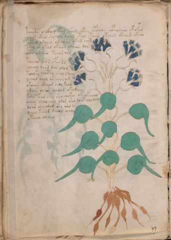 f24v