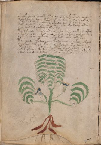 f66v