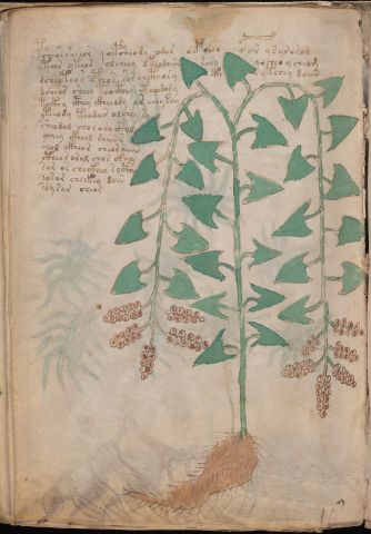 f96v