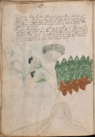 f31v