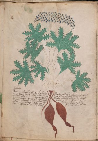 f41v